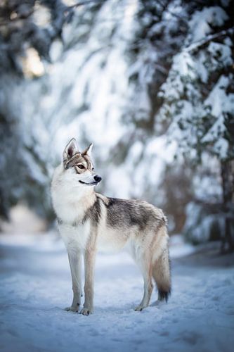 Wolf hond portret in de sneeuw