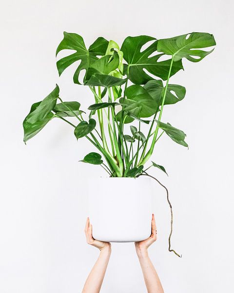 Monstera by Hello Pompoyo