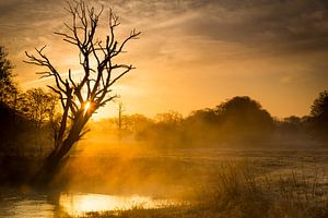 Goldenes Licht von Marcel Kerkhof