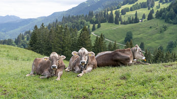 Cows of the Allgäu in Bavaria – Cattle roaming freely on green mountains