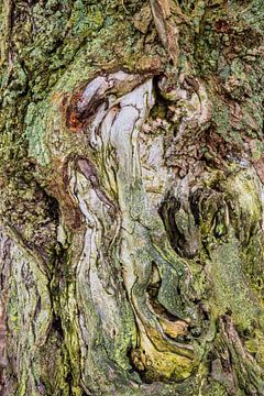 Detail of trunk of old birch tree.