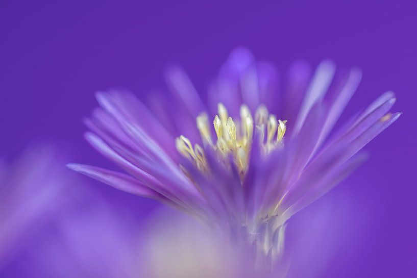 Fleur | violette par Marianne Twijnstra
