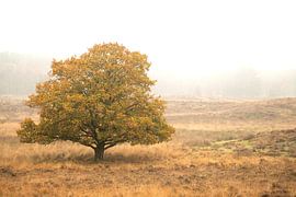 A tree on the moor in autumn by Dennis Venema
