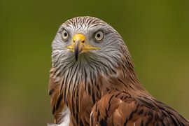 Rotmilan, Milvus milvus. Raubvogel