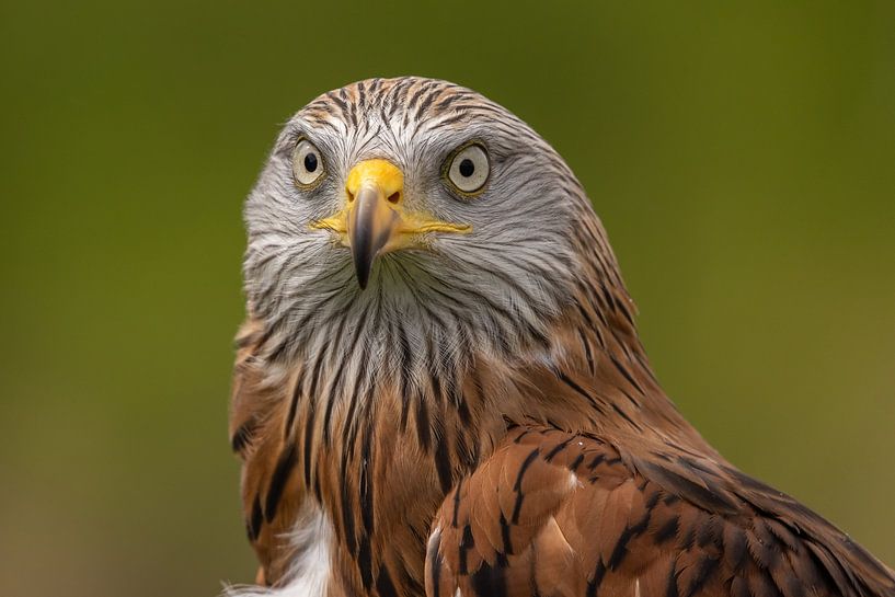 Red Kite, Milvus milvus. Bird of Prey by Gert Hilbink
