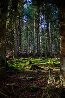 Une forêt au soleil translucide