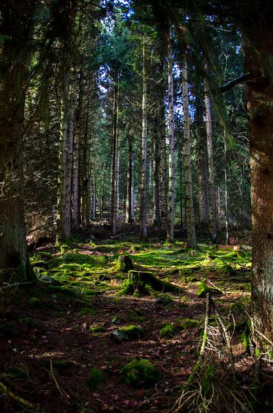 Une forêt au soleil translucide par Jarno Stassen