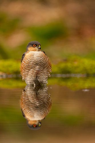 Sperwer in bad (Accipiter nisus)
