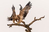 Get off my branch! by Claudia van Zanten thumbnail