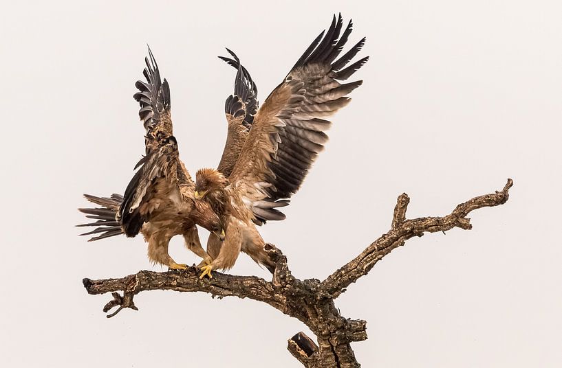 Get off my branch! by Claudia van Zanten