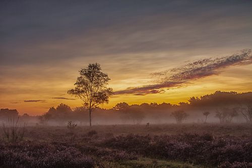 Sunrise with morning fog at the heather.