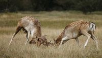 Damherten gevecht van Menno Schaefer thumbnail