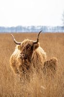 Schotse hooglanders