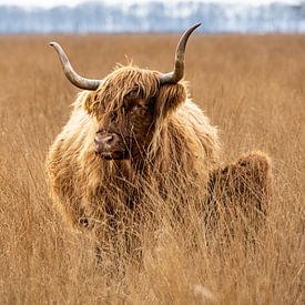 Schotse hooglanders van Simone's Kitchen