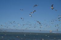 Mouettes Cadzand