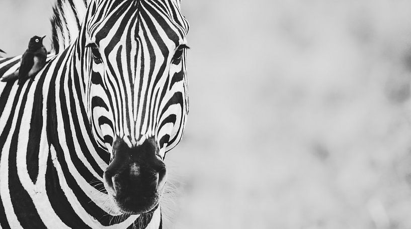 Intense strepen - een zebra portret van Sharing Wildlife