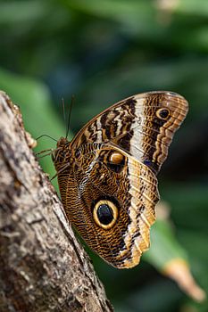 Der Eulenschmetterling