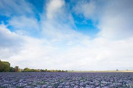Vergezicht van akker met rode spruiten van Jan Pott