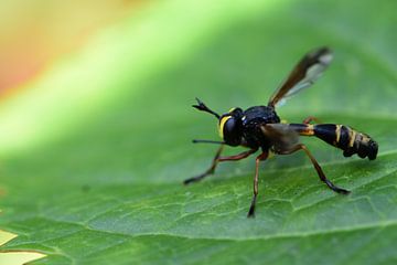 Une mouche sur une feuille sur Gerard de Zwaan