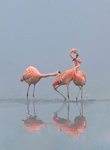 Three flamingos in Dutch water by Jolanda Stam