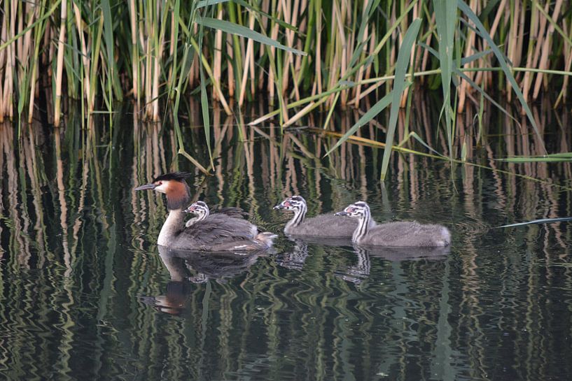 Familientaucher von Michael van Eijk