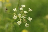 Katzenminze mit Insekten