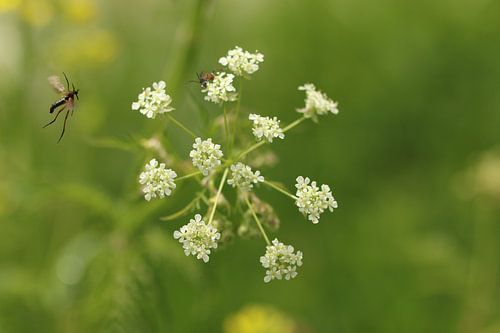 Catnip with insects