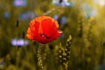 Mohnblume am frühen Morgen von Kurt Krause