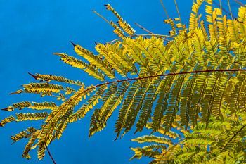 Planten in het Turia Park in Valencia