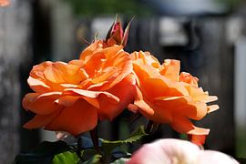 Gros plan latéral sur les rosiers arbustifs Westerland sur Christoph Hermann