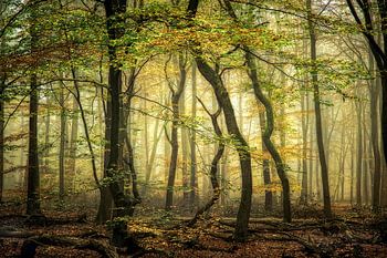 A poem without words