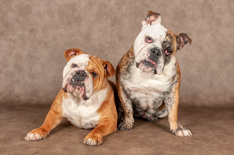 Engelse Buldog van Tony Wuite
