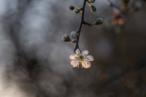 Blühender Schlehendorn