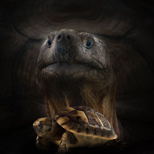 moeder en kind, schildpad