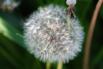 Blaasbloem/Paardenbloem van Anne Voets