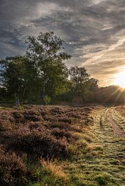 Wolfhezerheide part 79 van Tania Perneel