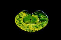 feuille de lis solitaire dans l'eau