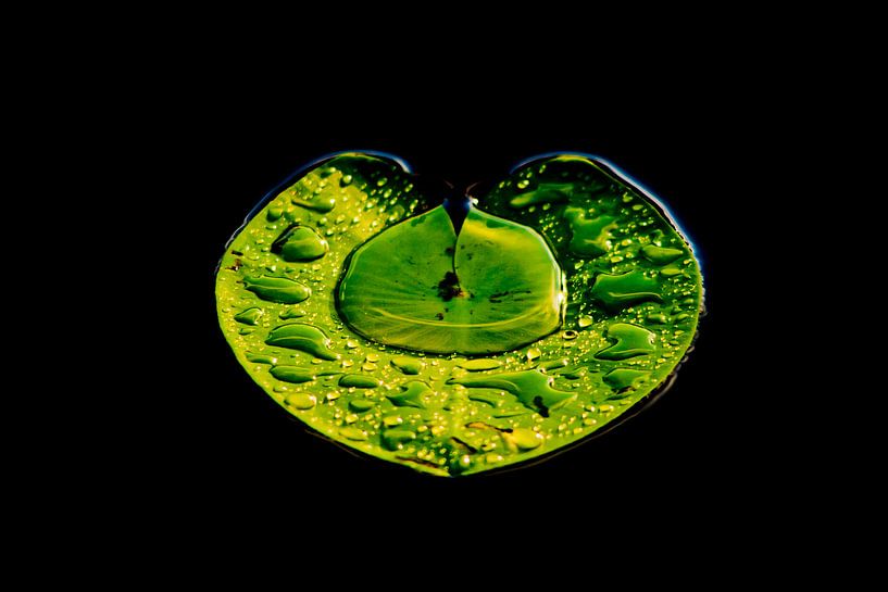 lonely lily leaf in the water by Patrick van Oostrom