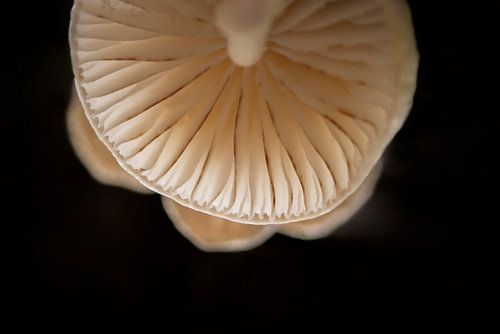 porcelain mushroom portrait