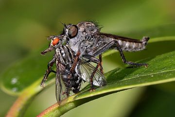 Mouche prédatrice avec sa proie sur Edwin Butter