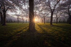 Sonnenaufgang an der Blüte