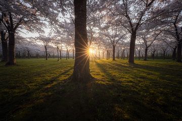 Lever de soleil près de la fleur sur Roy Poots