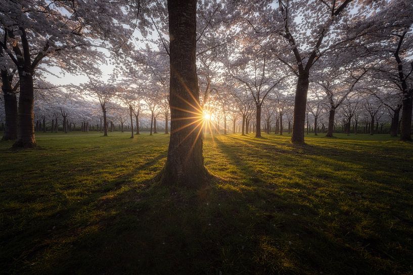Sunrise by the blossom by Roy Poots