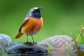 Redstart (Phoenicurus phoenicurus)
