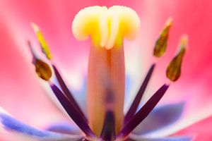 Tulpe Makro