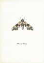 Lindepijlstaart (nachtvlinder) van Jasper de Ruiter thumbnail
