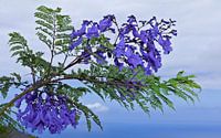 jacaranda branch - Jacaranda Mimosifolia
