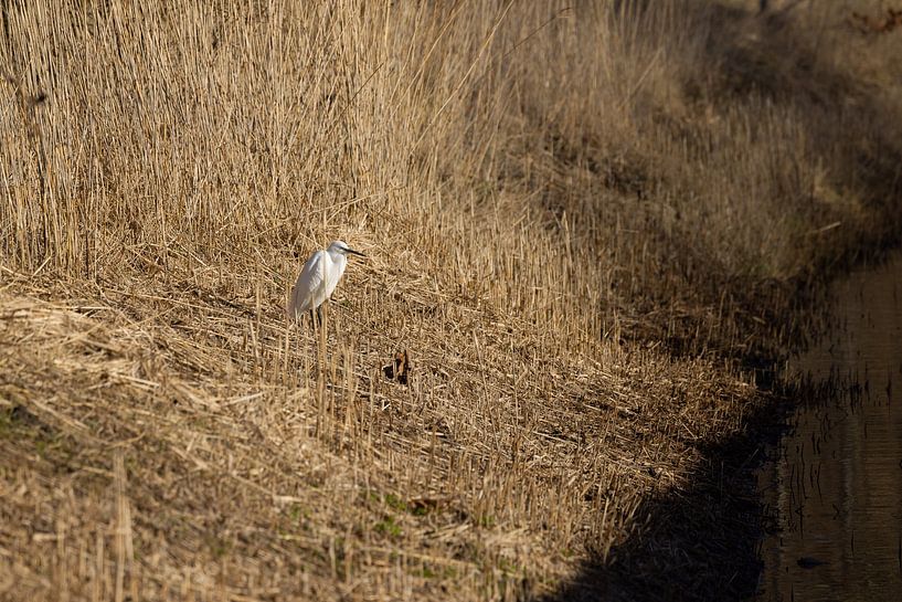 Kleine zilverreiger in zijn element van Erwin van Eekhout