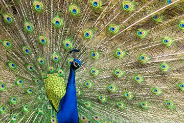 The beauty of the peacock by Jaap Koole