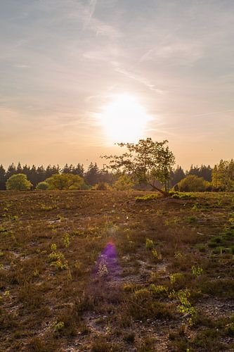 Avondzon over het landschap op de Lemelerberg
